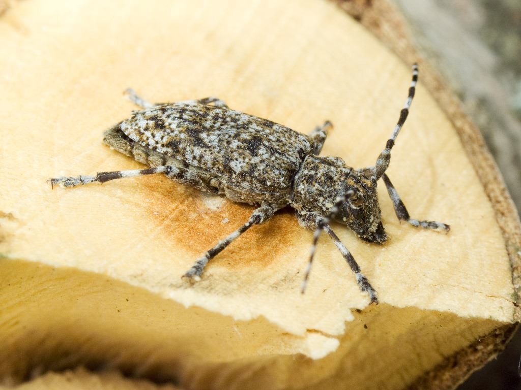 Aegomorphus clavipes (Schrank, 1781)